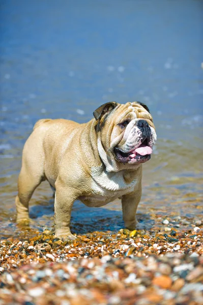 İngilizce bulldog deniz sahilde kalıyor — Stok fotoğraf