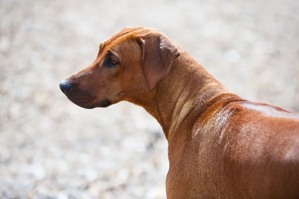 Portrait of a beautiful dog — Stock Photo, Image