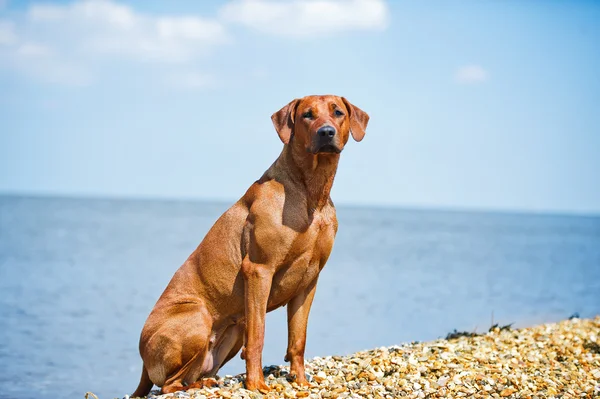 在海滩上休息的狗 — 图库照片