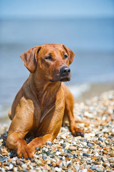 Hund hviler på stranden - Stock-foto