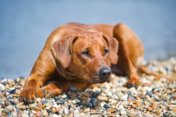 Hund vilar på stranden — Stockfoto