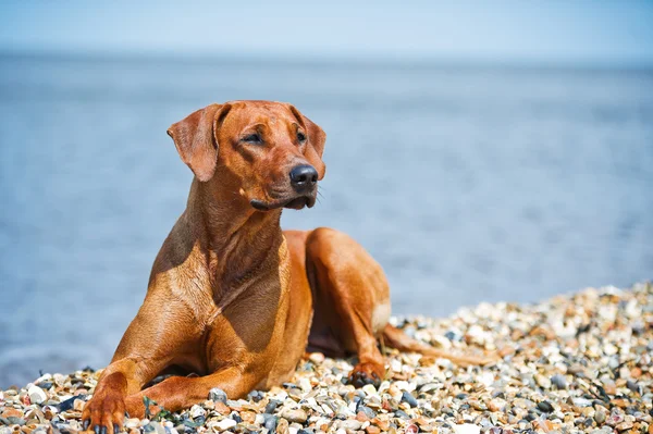 海岸で休んでいる犬は — ストック写真