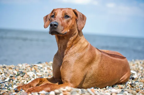 Hund vilar på stranden — Stockfoto