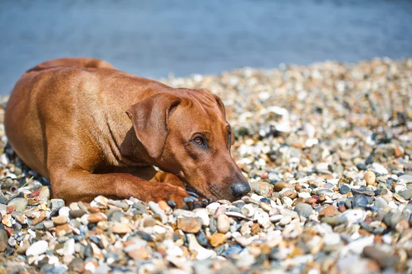 Köpek kumsalda dinleniyor. — Stok fotoğraf