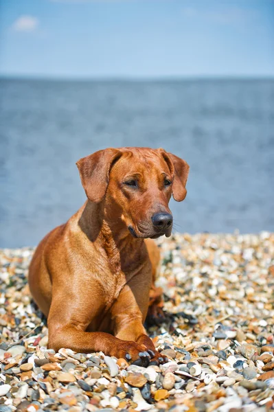 海岸で休んでいる犬は — ストック写真
