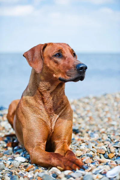 Hund vilar på stranden — Stockfoto