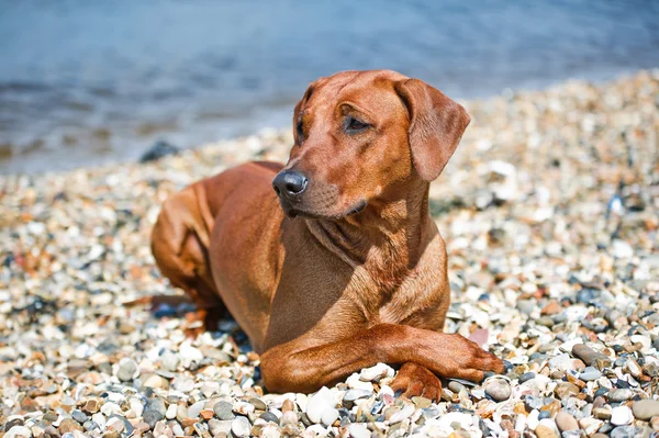 Cão descansando na praia — Fotografia de Stock