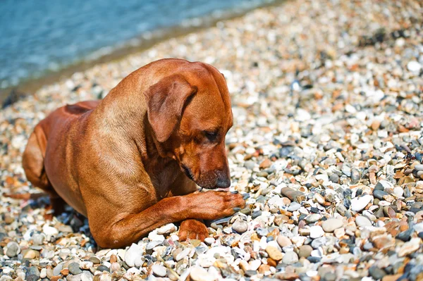 Chien reposant sur la plage — Photo