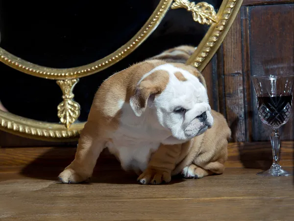 Cute english bulldog puppy indoors — Stock Photo, Image