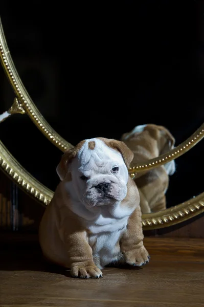 Söpö englanti bulldog pentu sisätiloissa — kuvapankkivalokuva