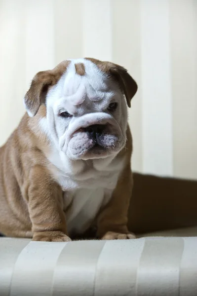 Carino inglese bulldog cucciolo al chiuso — Foto Stock