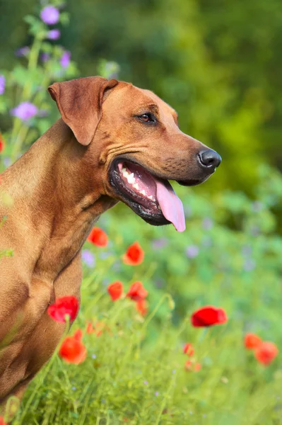 Rhodesian ridgeback κουτάβι σκυλί σε έναν τομέα των λουλουδιών — Φωτογραφία Αρχείου