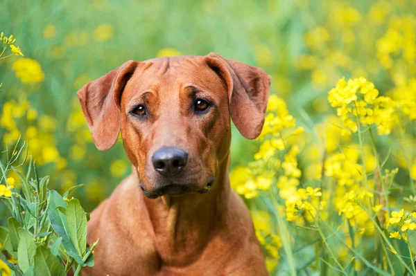 Rhodesian ridgeback puppy dog in a field of flowers — Stock Photo, Image