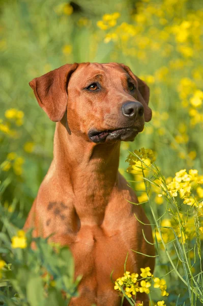 Rhodesian ridgeback puppy dog in a field of flowers — Stock Photo, Image