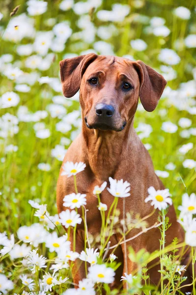 Rhodesian ridgeback puppy dog in a field of flowers — Stock Photo, Image