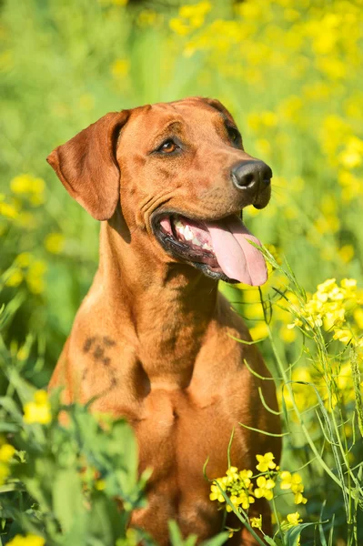 Rhodesian ridgeback cachorro perro en un campo de flores — Foto de Stock