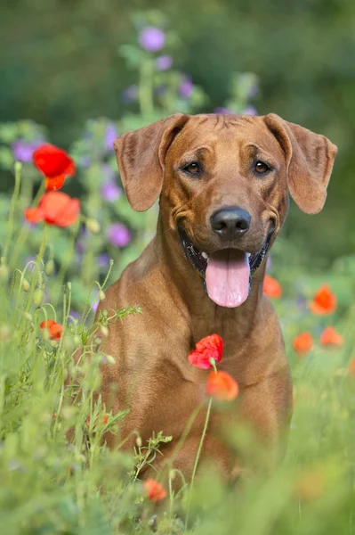 Rhodesian ridgeback cucciolo di cane in un campo di fiori — Foto Stock