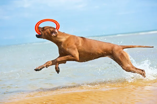 Happy dog rhodesian ridgeback running with frisbee at the beach — Stock Photo, Image