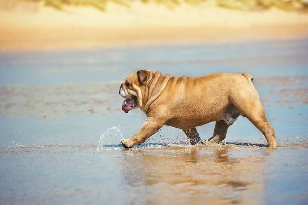 Buldogue cão feliz correndo na praia ver — Fotografia de Stock