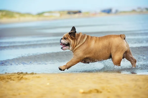 Szczęśliwy pies Buldog działa przy plaży — Zdjęcie stockowe