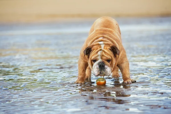 Angol bulldog kutya vicces állt a víz, a labda őrzés — Stock Fotó