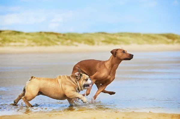 Dwa psy Buldog angielski i rhodesian ridgeback pies biegnąc w — Zdjęcie stockowe