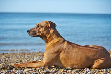 Köpek kumsalda dinleniyor.