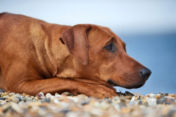 Perro descansando en la playa — Foto de Stock