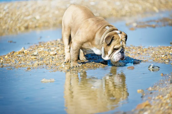 Pies Buldog angielski, patrząc na swoje odbicie w morzu — Zdjęcie stockowe