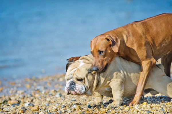 Iki arkadaş sahilde oynarken köpekler — Stok fotoğraf