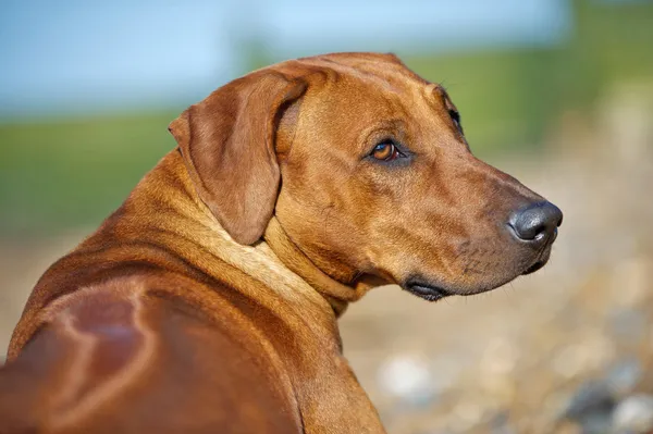 Πανέμορφο σκυλί θέαμα πορτρέτο — Φωτογραφία Αρχείου