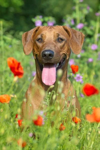 Rhodesian ridgeback cachorro perro en un campo de flores — Foto de Stock