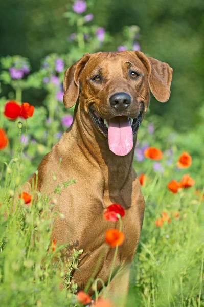 Rhodesian ridgeback valp hund i ett fält av blommor — Stockfoto