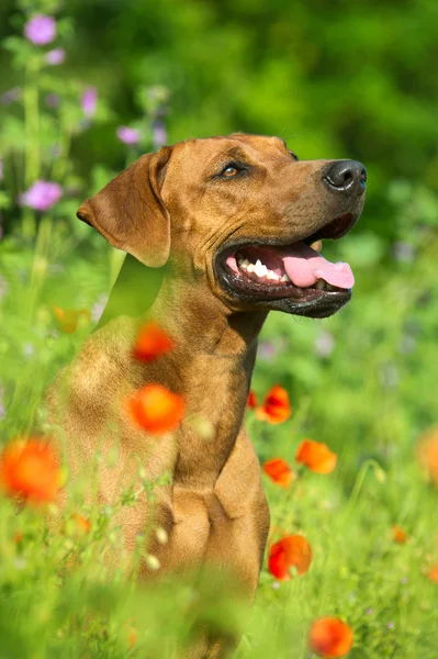 Rhodesian ridgeback puppy dog in a field of flowers — Stock Photo, Image