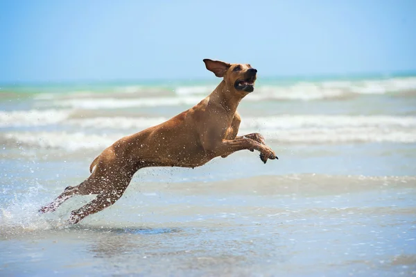 Szczęśliwy pies rasy rhodesian ridgeback działa na plaży Zobacz — Zdjęcie stockowe