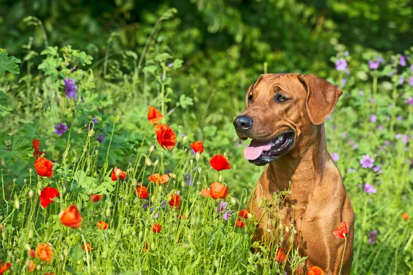 Rhodesian ridgeback cachorro perro en un campo de flores Imágenes de stock libres de derechos