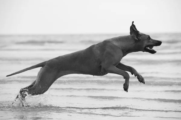 Anjing bahagia Rhodesian Ridgeback berlari di pantai melihat — Stok Foto