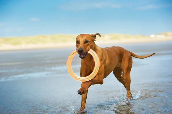 Aktiver, athletischer Hundewelpe läuft mit Frisbee am Meer — Stockfoto