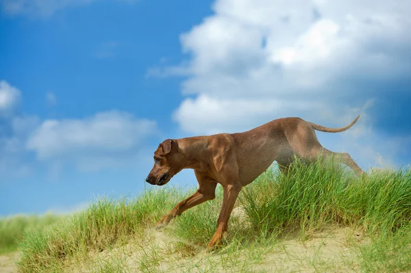สุนัขที่สวยงาม rhodesian ridgeback ลูกสุนัขเล่นที่ใช้งานอยู่ในทราย gra — ภาพถ่ายสต็อก