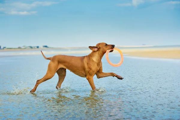 Active athletic dog puppy running at the sea with a frisbee — Stock Photo, Image