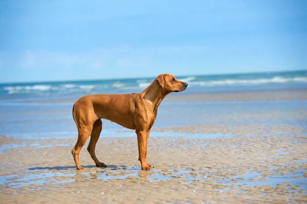 Denizde çalışan etkin atletik köpek yavrusu — Stok fotoğraf