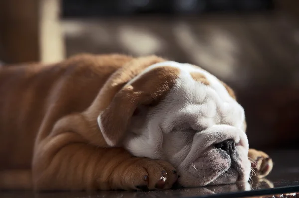 Niedliche englische Bulldogge Welpe in einem Luxus-Zimmer drinnen — Stockfoto