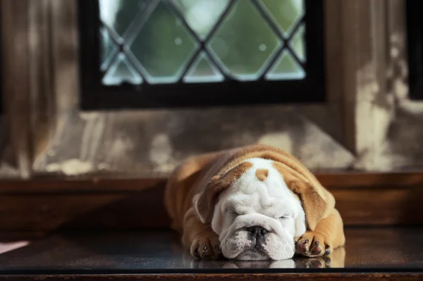 Chiot bulldog anglais mignon dans une chambre de luxe à l'intérieur — Photo