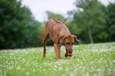 bir topla oynamayı Rodezya ridgeback köpek yavrusu