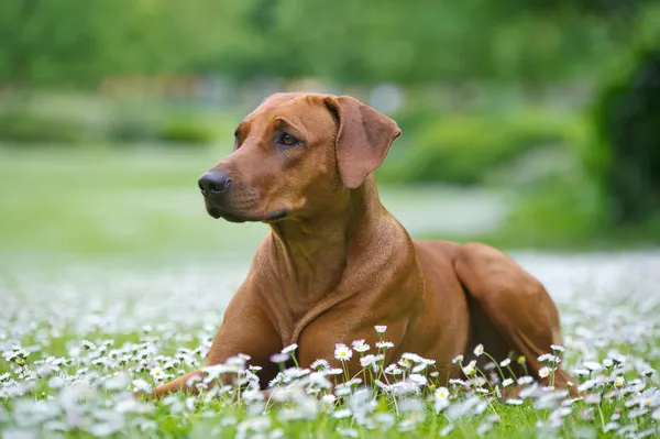 Rhodesian ridgeback dog puppy in a field of flowers — Stock Photo, Image