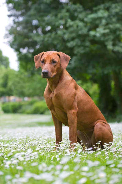 罗得西亚 ridgeback 狗小狗在花的领域 — 图库照片