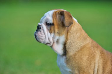 şirin mutlu bulldog yavrusu yakın portre açık havada yukarı