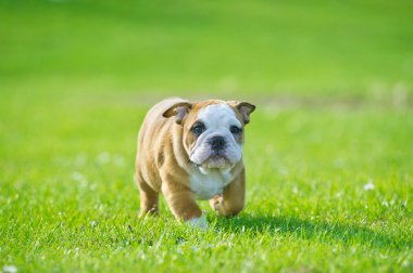 üzerinde taze yaz çim oynarken sevimli mutlu bulldog yavrusu