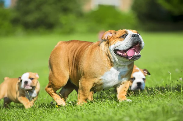 Due cuccioli di bulldog carino seguendo la loro madre — Foto Stock