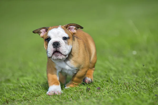 Bonito cachorro bulldog feliz jogando na grama fresca de verão — Fotografia de Stock